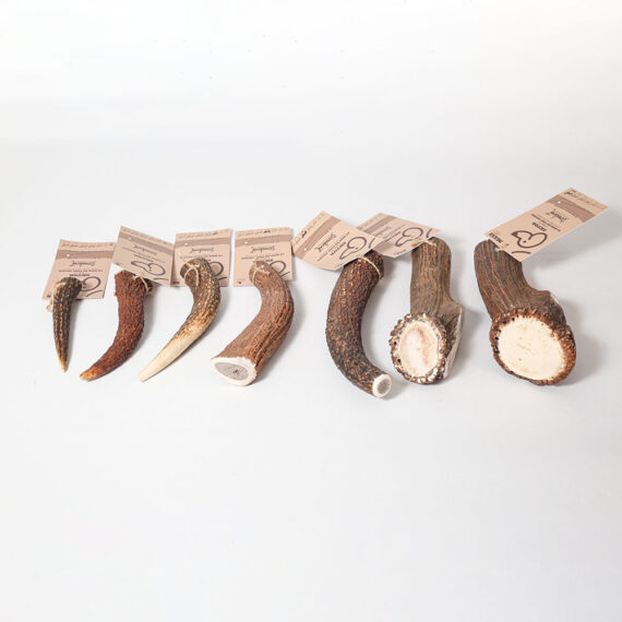 Ektor - Whole Deer Antler To Chew On